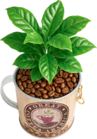 Kaffeepflanze