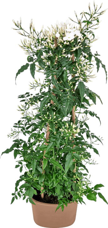 Pyramide de jasmin parfumée