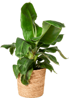 Plantes de la jungle