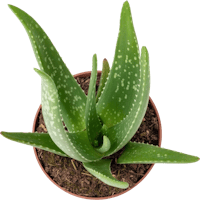 Aloe-Vera-Pflanze