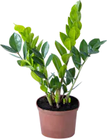 Glücksfeder Zamioculca