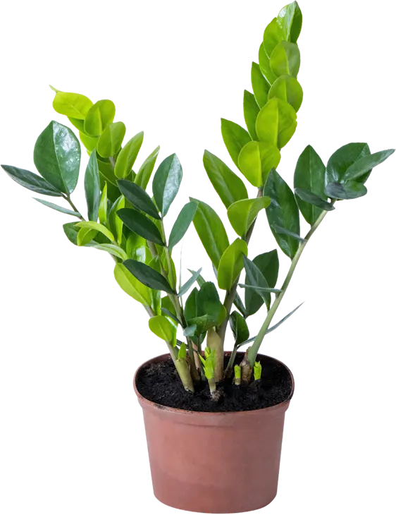 Glücksfeder Zamioculca 