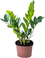 Glücksfeder Zamioculca