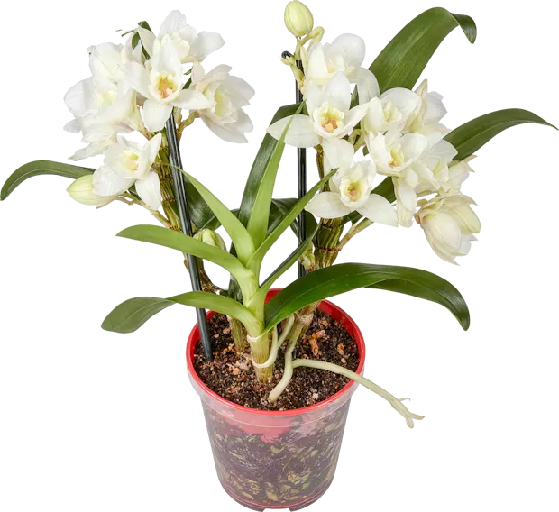 Orchidea reale 