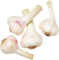 Knoblauch frisch