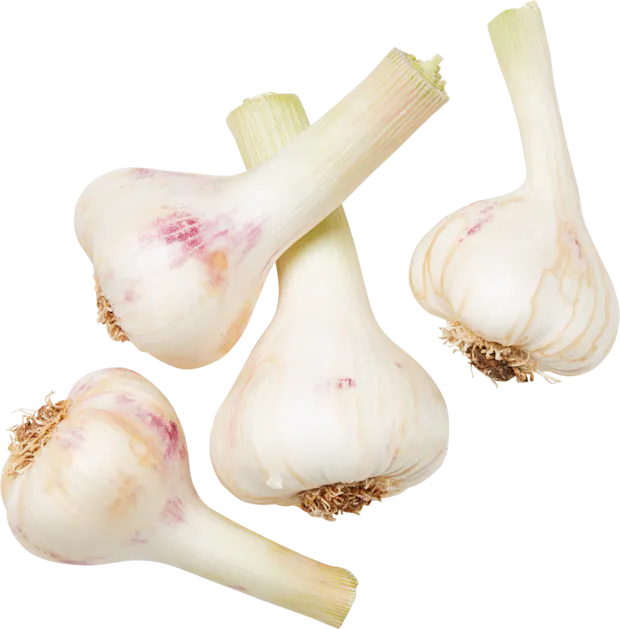 Knoblauch frisch