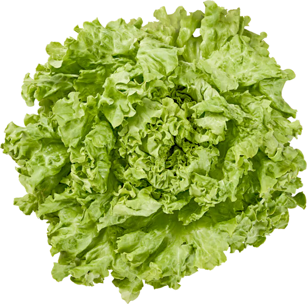Batavia Lettuce