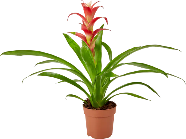 Bromelien
