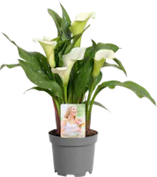 Zantedeschia