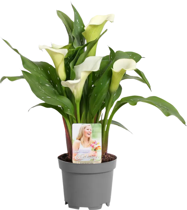 Zantedeschia