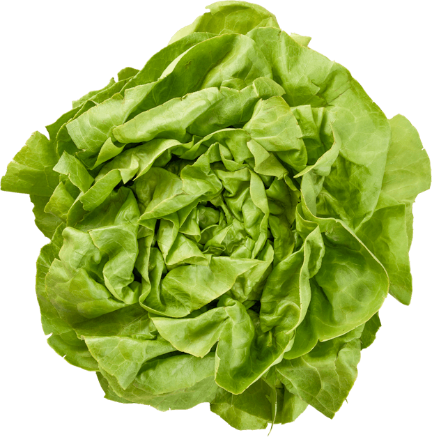 Laitue pommée