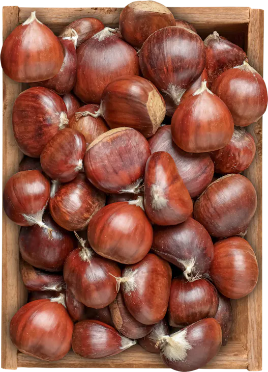 Esskastanien