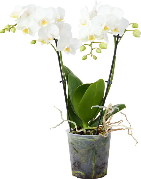 Orchidee Phalaenopsis