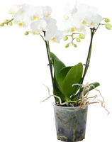 Orchidee Phalaenopsis