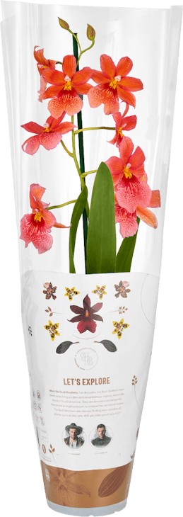 Orchidées exclusives