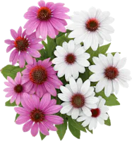 Cappello da sole Echinacea