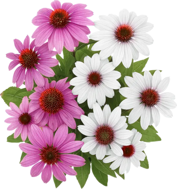 Cappello da sole Echinacea
