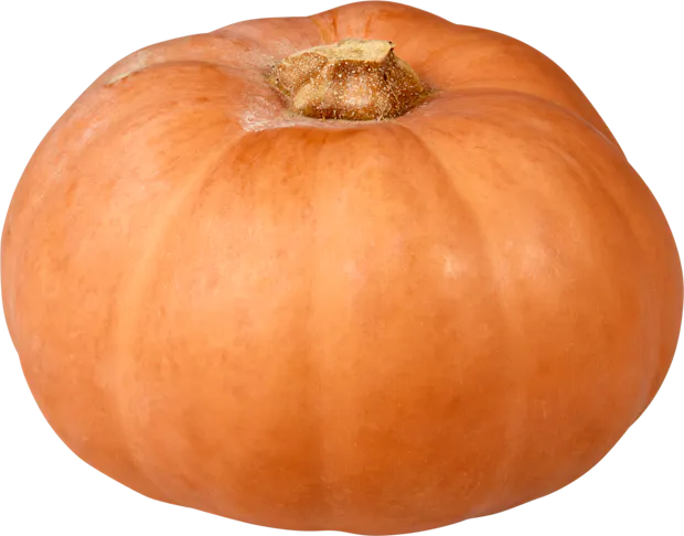 IP-Suisse Kürbis Butterkin ca.1