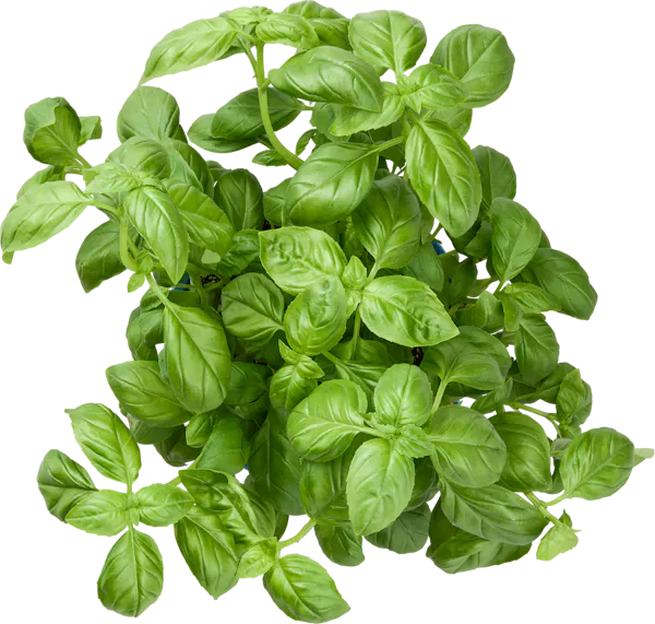 Basilic bio
