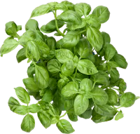 Basilico bio