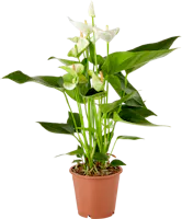 Anthurium