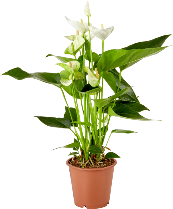 Anthurium