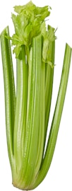 Stangensellerie Stangensellerie