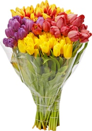 Tulpen Tulpen