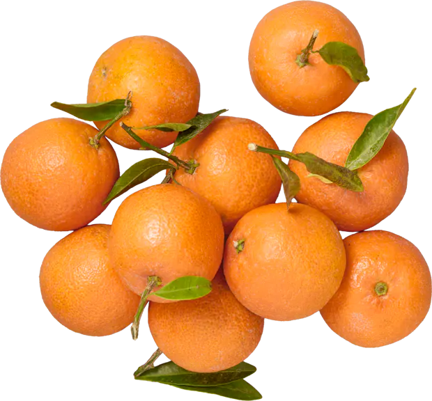 Clementinen 